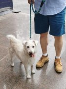 学会若何看待宠物